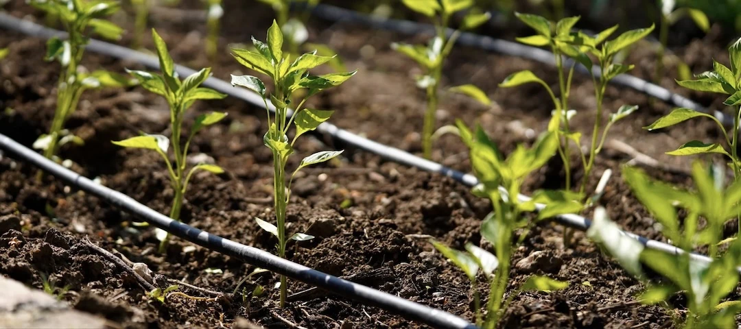 Csepegtető öntözés