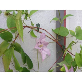 Futónövény rögzítő zöld, 15mm 12db-os szett